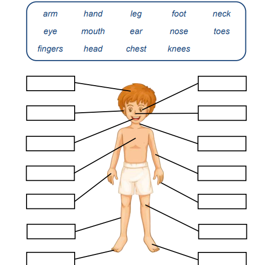 Bài tập tiếng Anh về cơ thể người
